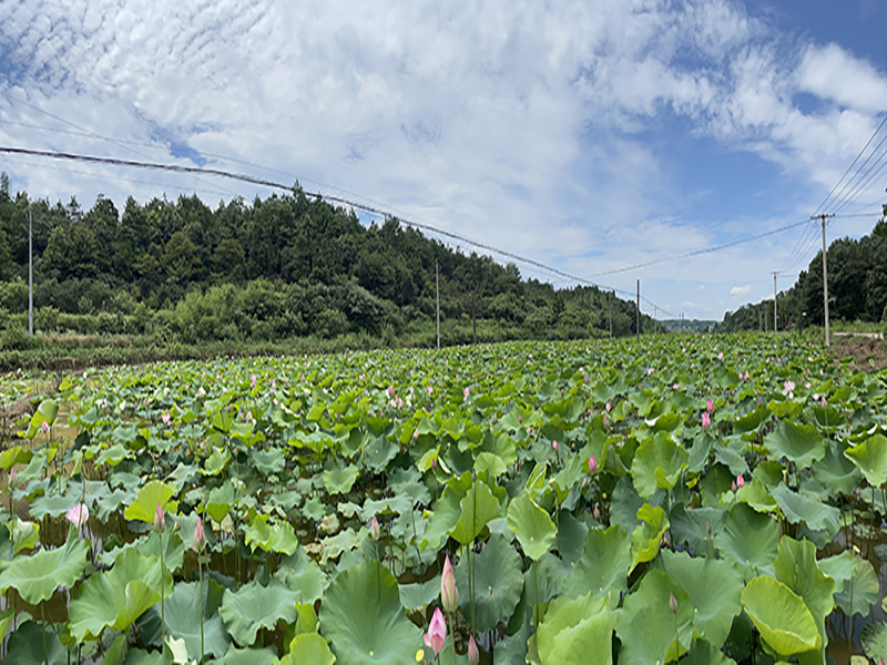 j9体育,j9体育（中国）莲子基地